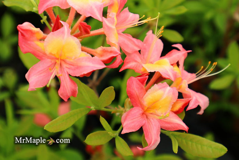 - Azalea 'Walter Ligon’ Pink Native Azalea - Mr Maple │ Buy Japanese Maple Trees