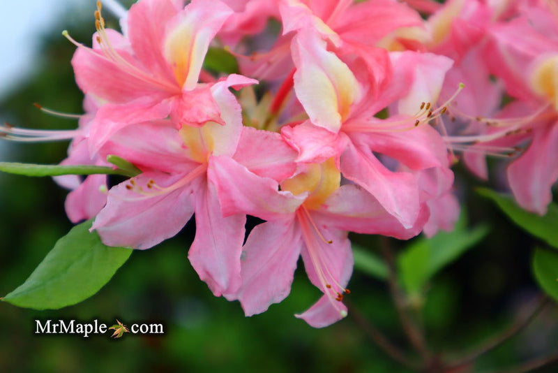 - Azalea 'Walter Ligon’ Pink Native Azalea - Mr Maple │ Buy Japanese Maple Trees