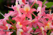 - Azalea 'Walter Ligon’ Pink Native Azalea - Mr Maple │ Buy Japanese Maple Trees