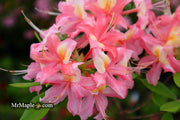 - Azalea 'Walter Ligon’ Pink Native Azalea - Mr Maple │ Buy Japanese Maple Trees