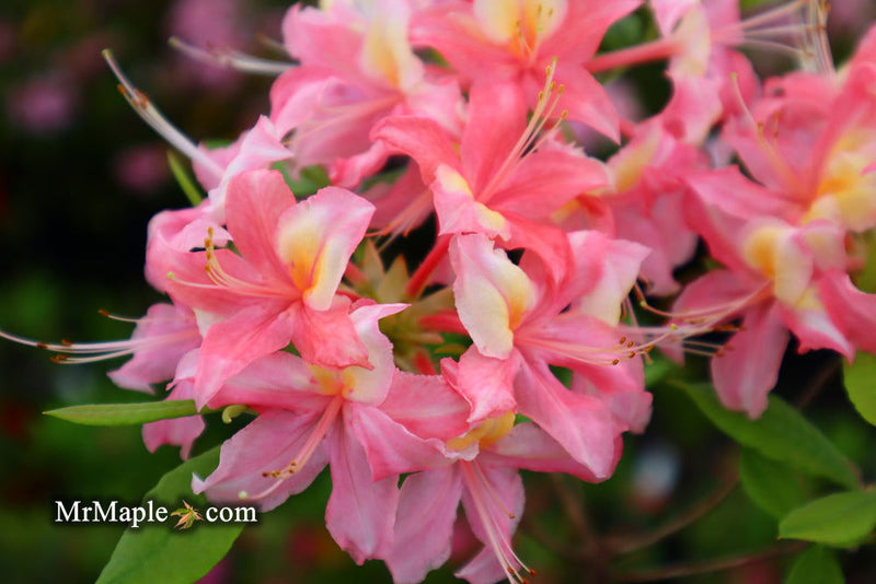 - Azalea 'Walter Ligon’ Pink Native Azalea - Mr Maple │ Buy Japanese Maple Trees