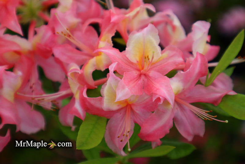 - Azalea 'Walter Ligon’ Pink Native Azalea - Mr Maple │ Buy Japanese Maple Trees
