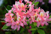 - Azalea 'Walter Ligon’ Pink Native Azalea - Mr Maple │ Buy Japanese Maple Trees
