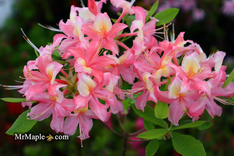 - Azalea 'Walter Ligon’ Pink Native Azalea - Mr Maple │ Buy Japanese Maple Trees