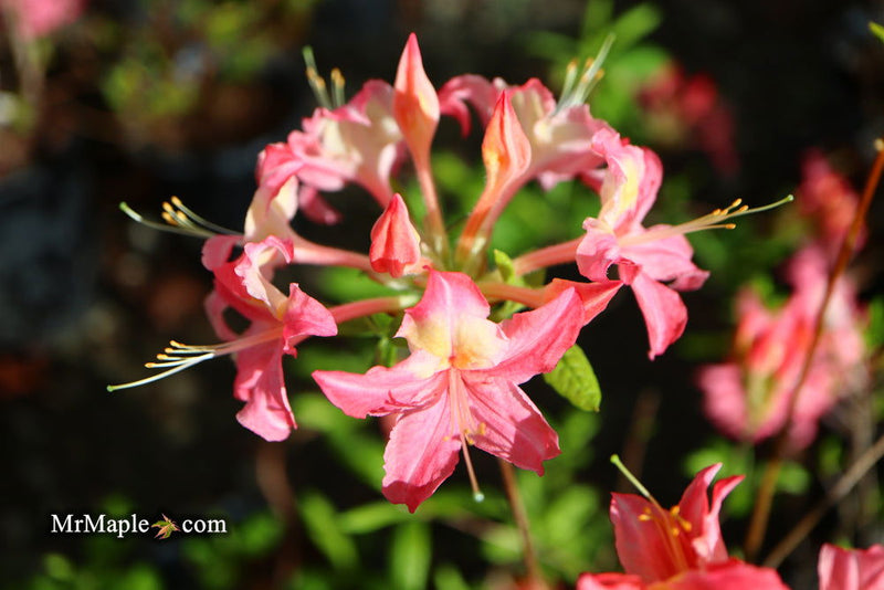 - Azalea 'Walter Ligon’ Pink Native Azalea - Mr Maple │ Buy Japanese Maple Trees
