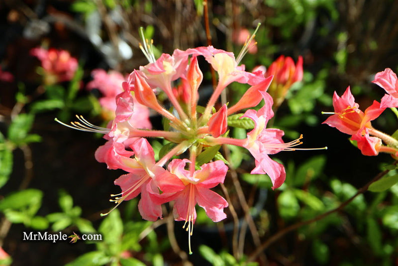 - Azalea 'Walter Ligon’ Pink Native Azalea - Mr Maple │ Buy Japanese Maple Trees
