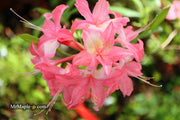 - Azalea 'Walter Ligon’ Pink Native Azalea - Mr Maple │ Buy Japanese Maple Trees