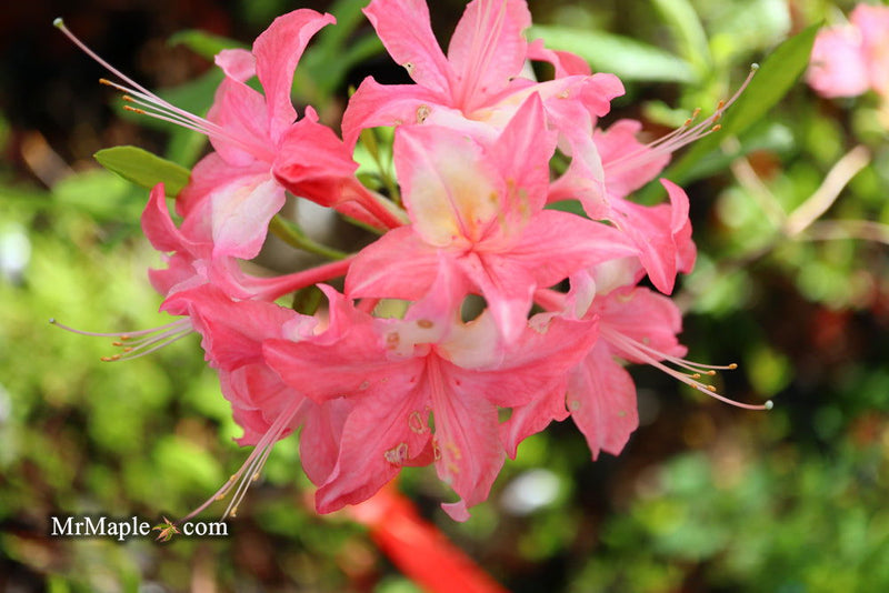 - Azalea 'Walter Ligon’ Pink Native Azalea - Mr Maple │ Buy Japanese Maple Trees