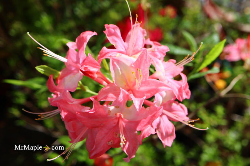 - Azalea 'Walter Ligon’ Pink Native Azalea - Mr Maple │ Buy Japanese Maple Trees