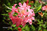 - Azalea 'Walter Ligon’ Pink Native Azalea - Mr Maple │ Buy Japanese Maple Trees