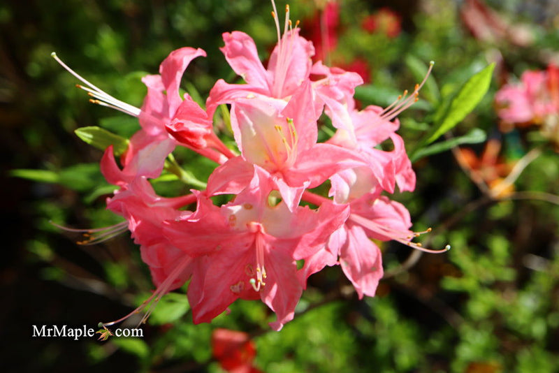 - Azalea 'Walter Ligon’ Pink Native Azalea - Mr Maple │ Buy Japanese Maple Trees