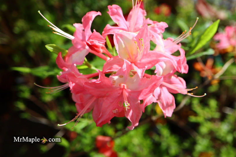 - Azalea 'Walter Ligon’ Pink Native Azalea - Mr Maple │ Buy Japanese Maple Trees