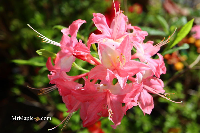 - Azalea 'Walter Ligon’ Pink Native Azalea - Mr Maple │ Buy Japanese Maple Trees