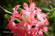 - Azalea 'Walter Ligon’ Pink Native Azalea - Mr Maple │ Buy Japanese Maple Trees