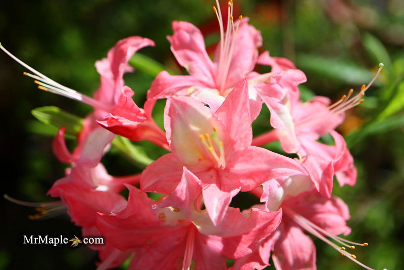 - Azalea 'Walter Ligon’ Pink Native Azalea - Mr Maple │ Buy Japanese Maple Trees