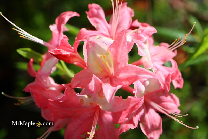 - Azalea 'Walter Ligon’ Pink Native Azalea - Mr Maple │ Buy Japanese Maple Trees