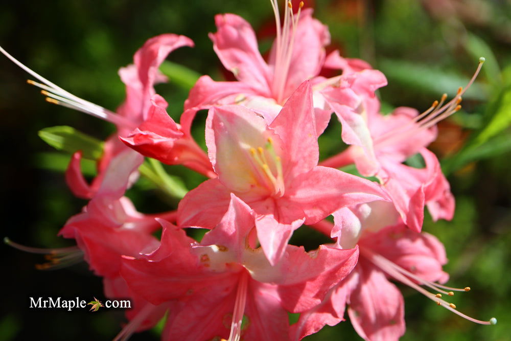 Azalea 'Walter Ligon' Pink Flowers Native Azalea — Mr Maple │ Buy