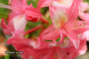 - Azalea 'Walter Ligon’ Pink Native Azalea - Mr Maple │ Buy Japanese Maple Trees