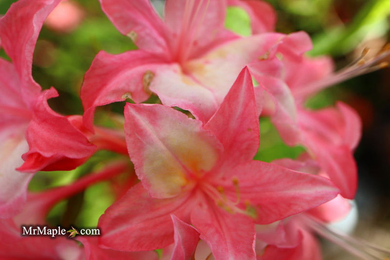 - Azalea 'Walter Ligon’ Pink Native Azalea - Mr Maple │ Buy Japanese Maple Trees