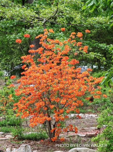 - Azalea 'War Eagle’ Orange Flowers Deciduous Azalea - Mr Maple │ Buy Japanese Maple Trees