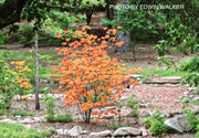 - Azalea 'War Eagle’ Orange Flowers Deciduous Azalea - Mr Maple │ Buy Japanese Maple Trees