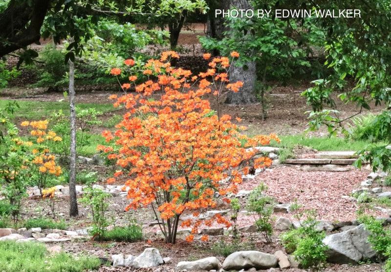 - Azalea 'War Eagle’ Orange Flowers Deciduous Azalea - Mr Maple │ Buy Japanese Maple Trees