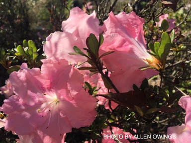 - Azalea 'Watchet’ Light Pink Robin Hill Azalea - Mr Maple │ Buy Japanese Maple Trees