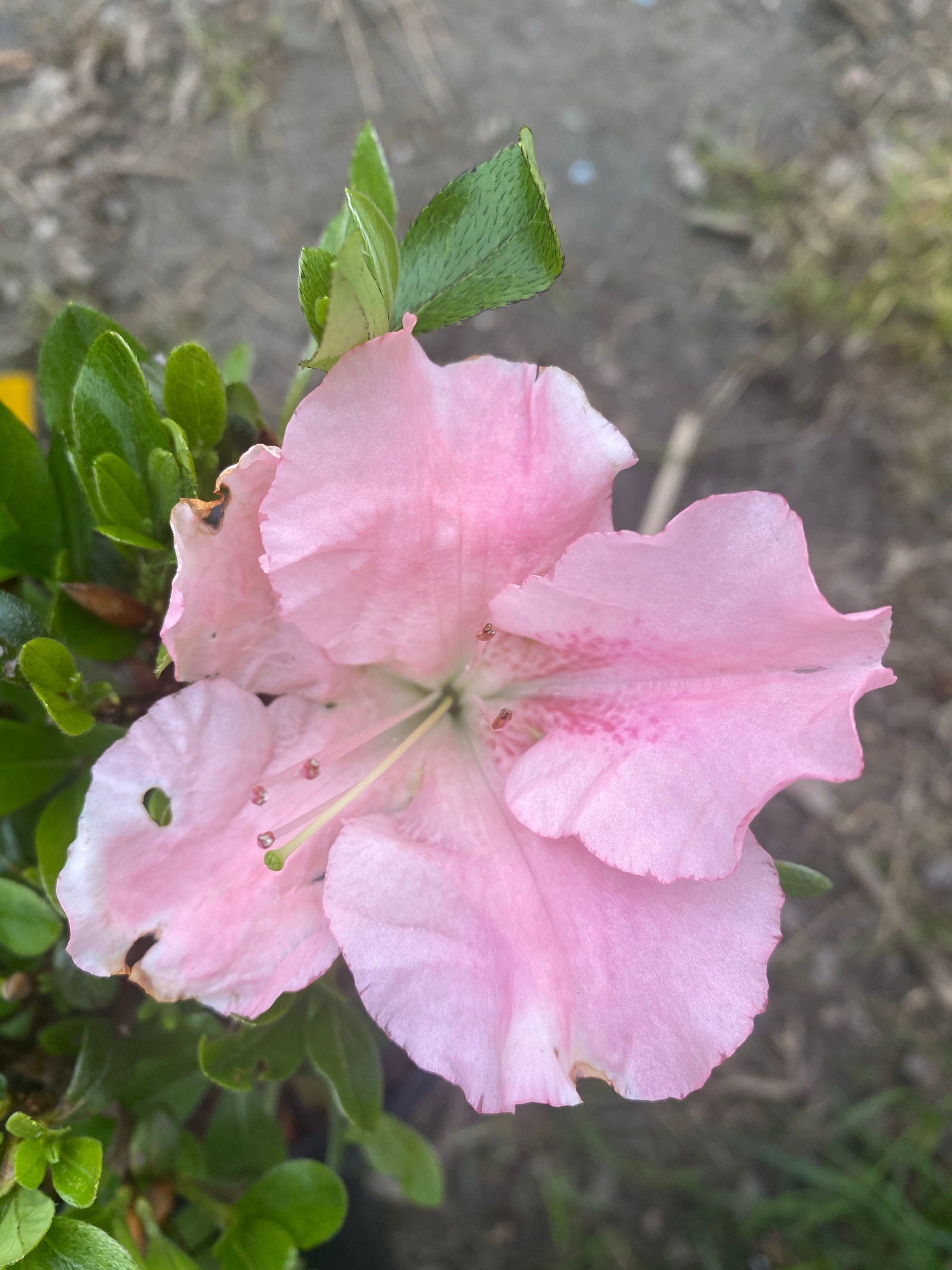 Buy Azalea 'Vibrant' Pink Variegated Harris Azalea — Mr Maple