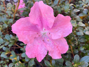 - Azalea 'Watchet’ Light Pink Robin Hill Azalea - Mr Maple │ Buy Japanese Maple Trees
