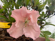 - Azalea 'Watchet’ Light Pink Robin Hill Azalea - Mr Maple │ Buy Japanese Maple Trees