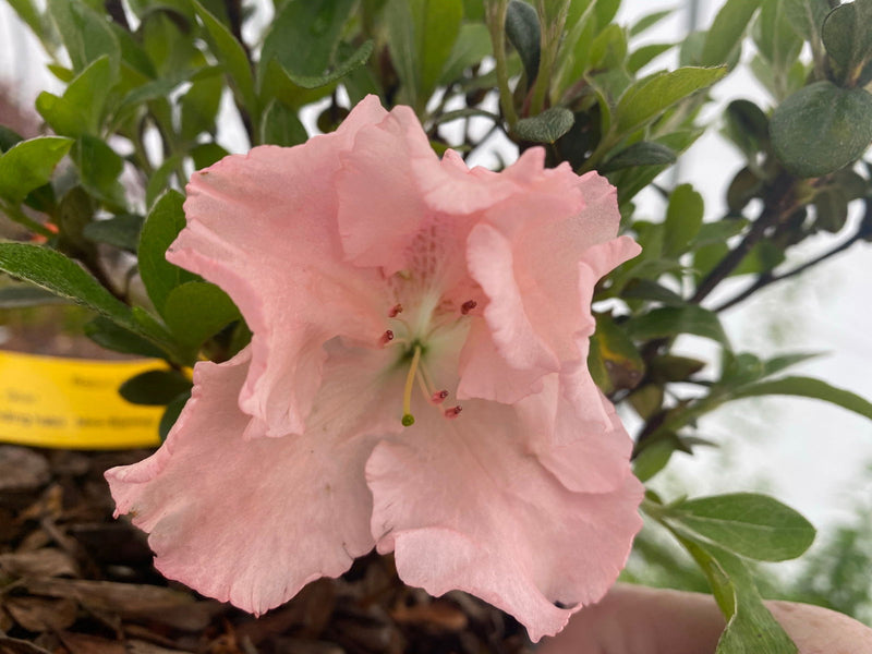 - Azalea 'Watchet’ Light Pink Robin Hill Azalea - Mr Maple │ Buy Japanese Maple Trees