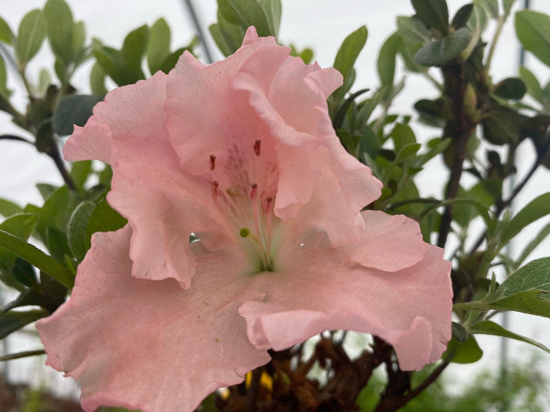 - Azalea 'Watchet’ Light Pink Robin Hill Azalea - Mr Maple │ Buy Japanese Maple Trees