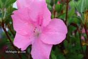 - Azalea 'Watchet’ Light Pink Robin Hill Azalea - Mr Maple │ Buy Japanese Maple Trees