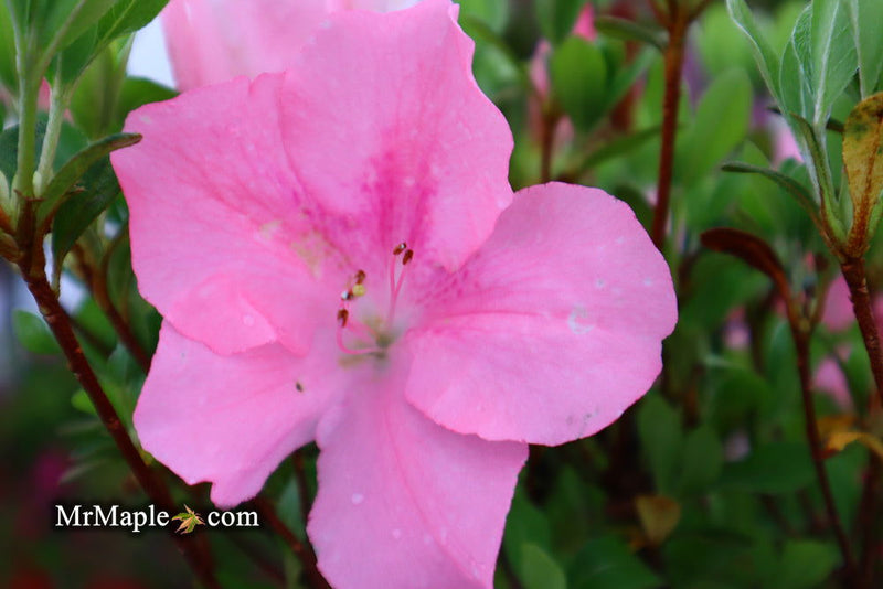 - Azalea 'Watchet’ Light Pink Robin Hill Azalea - Mr Maple │ Buy Japanese Maple Trees