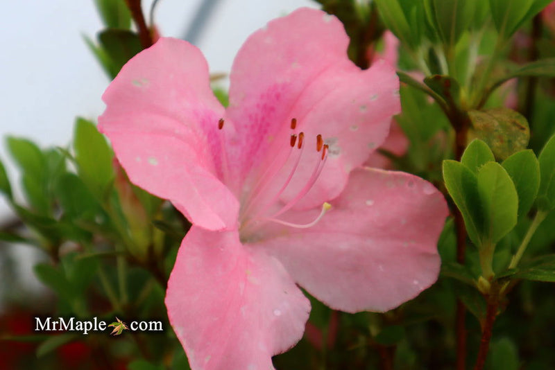 - Azalea 'Watchet’ Light Pink Robin Hill Azalea - Mr Maple │ Buy Japanese Maple Trees