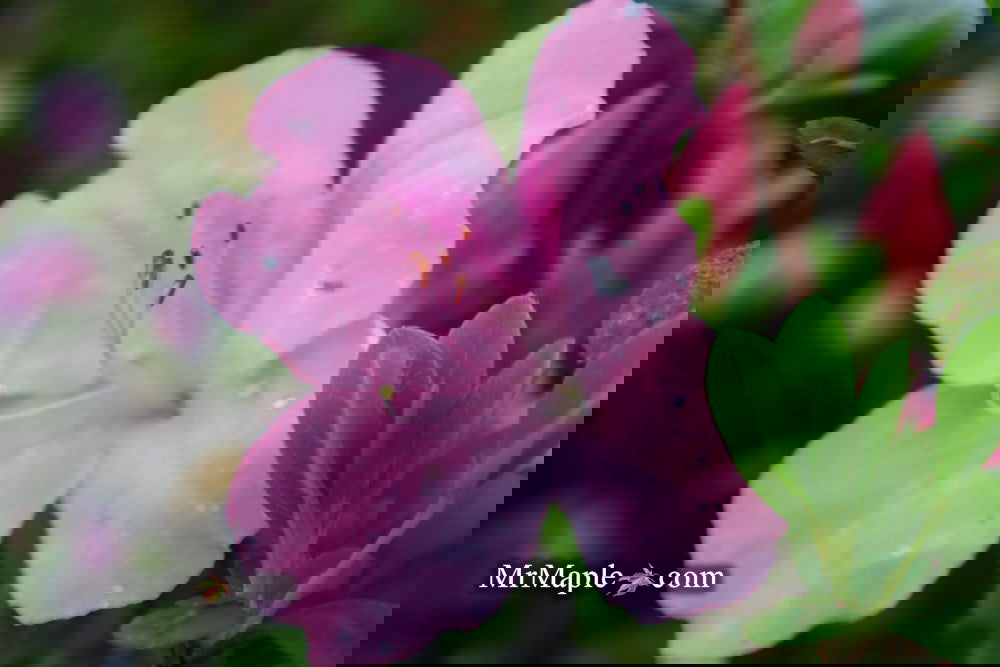 Buy Azalea 'Vibrant' Pink Variegated Harris Azalea — Mr Maple