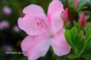 - Azalea 'Watchet’ Light Pink Robin Hill Azalea - Mr Maple │ Buy Japanese Maple Trees