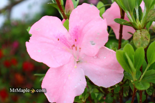 - Azalea 'Watchet’ Light Pink Robin Hill Azalea - Mr Maple │ Buy Japanese Maple Trees