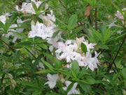 - Azalea 'Weston’s Innocence’ White Flowers Deciduous Azalea - Mr Maple │ Buy Japanese Maple Trees