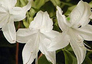 - Azalea 'Weston’s Innocence’ White Flowers Deciduous Azalea - Mr Maple │ Buy Japanese Maple Trees