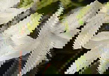 - Azalea 'Weston’s Innocence’ White Flowers Deciduous Azalea - Mr Maple │ Buy Japanese Maple Trees