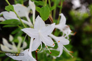 - Azalea 'Weston’s Innocence’ White Flowers Deciduous Azalea - Mr Maple │ Buy Japanese Maple Trees