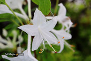 - Azalea 'Weston’s Innocence’ White Flowers Deciduous Azalea - Mr Maple │ Buy Japanese Maple Trees