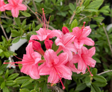 - Azalea 'Weston’s Lollipop’ Pink Flowers Deciduous Azalea - Mr Maple │ Buy Japanese Maple Trees