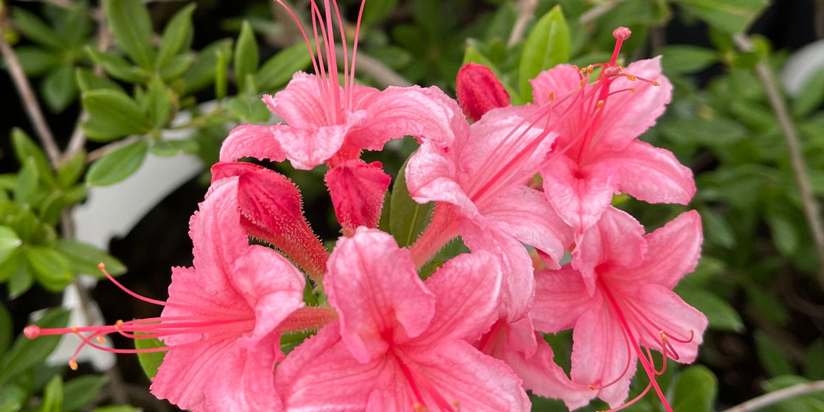 Buy Azalea 'Weston's Lollipop' Pink Flowers Deciduous Azalea — Mr