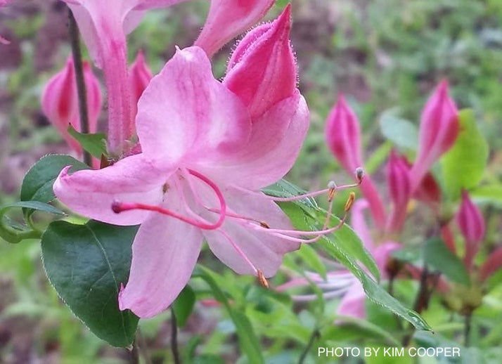 Buy Azalea 'Weston's Lollipop' Pink Flowers Deciduous Azalea — Mr