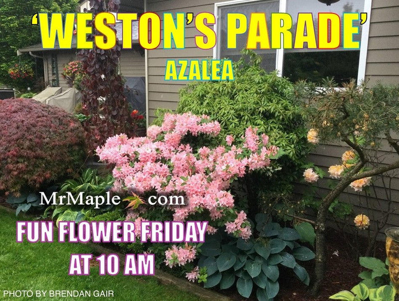 - Azalea 'Weston’s Parade’ Pink Flowers Deciduous Azalea - Mr Maple │ Buy Japanese Maple Trees