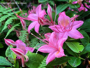 - Azalea 'Weston’s Pennsylvania’ Pink Flowers Deciduous Azalea - Mr Maple │ Buy Japanese Maple Trees