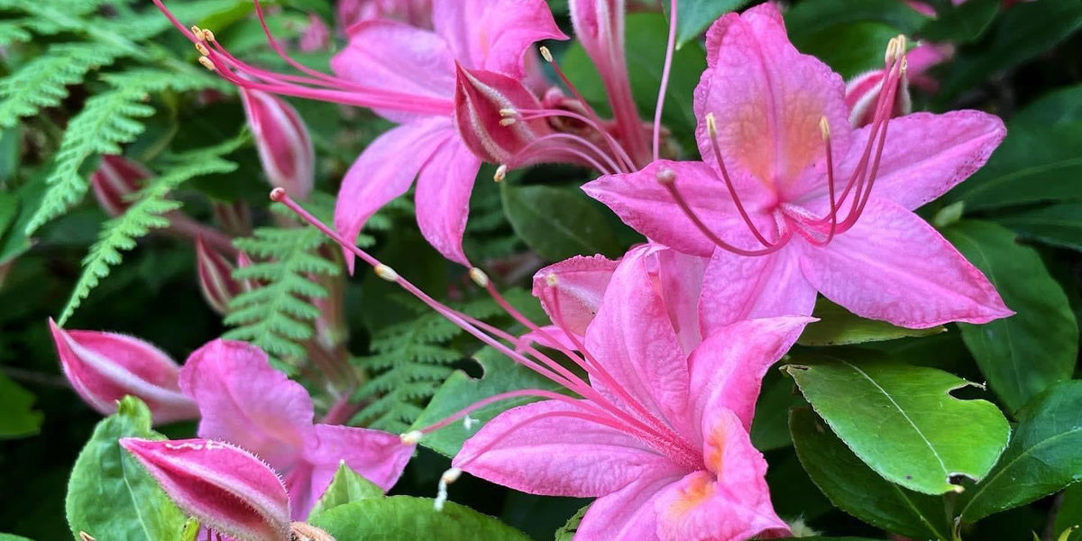 Buy Azalea 'Weston's Pennsylvania' Pink Flowers Deciduous Azalea