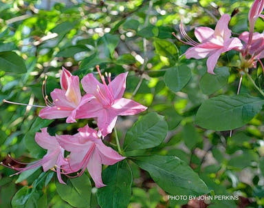 - Azalea 'Weston’s Pennsylvania’ Pink Flowers Deciduous Azalea - Mr Maple │ Buy Japanese Maple Trees